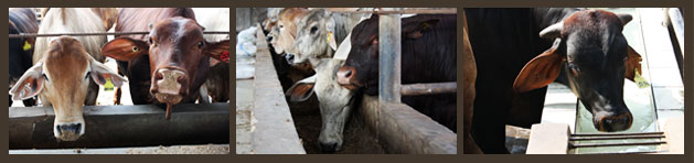 Minister of Agriculture & Food Visitation